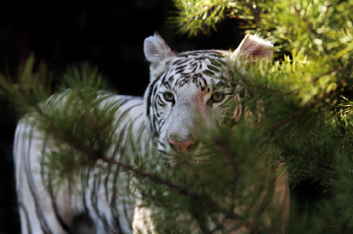 Партнер Business Priority, компания Cyber Legacy оформила опеку над тигром Хинду, который проживает в Екатеринбургском зоопарке