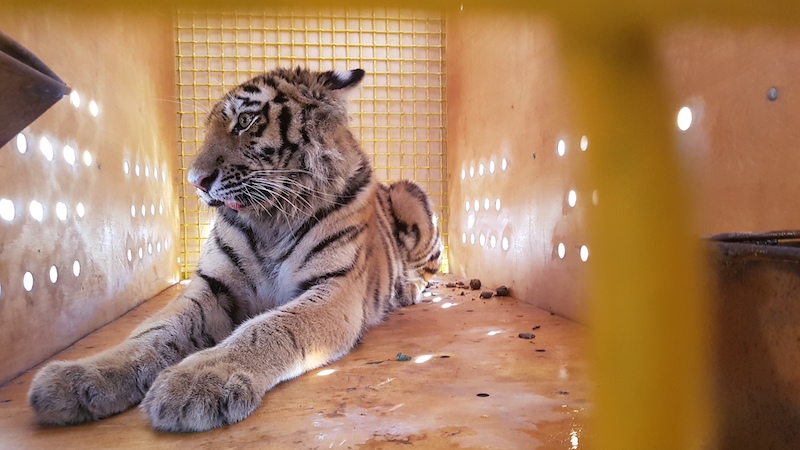 Амурская тигрица переехала из Приморья в Москву