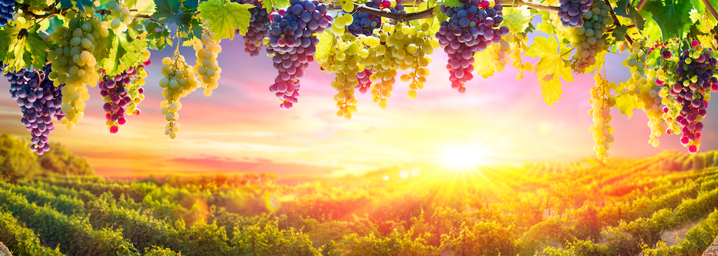 Современное виноградарство и виноделие: научный ренессанс