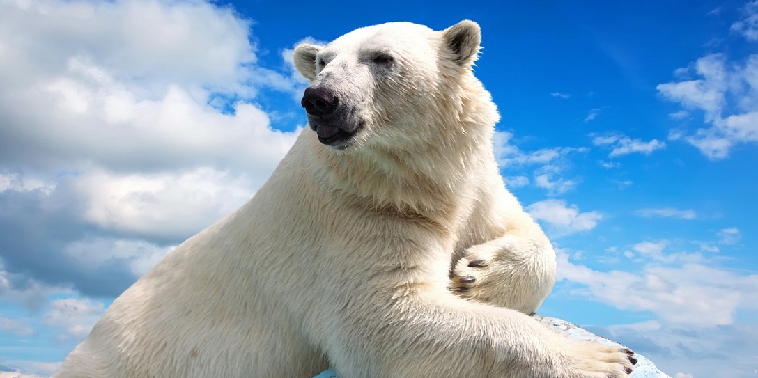 В Анадыре состоялась конференция «Вселенная белого медведя»