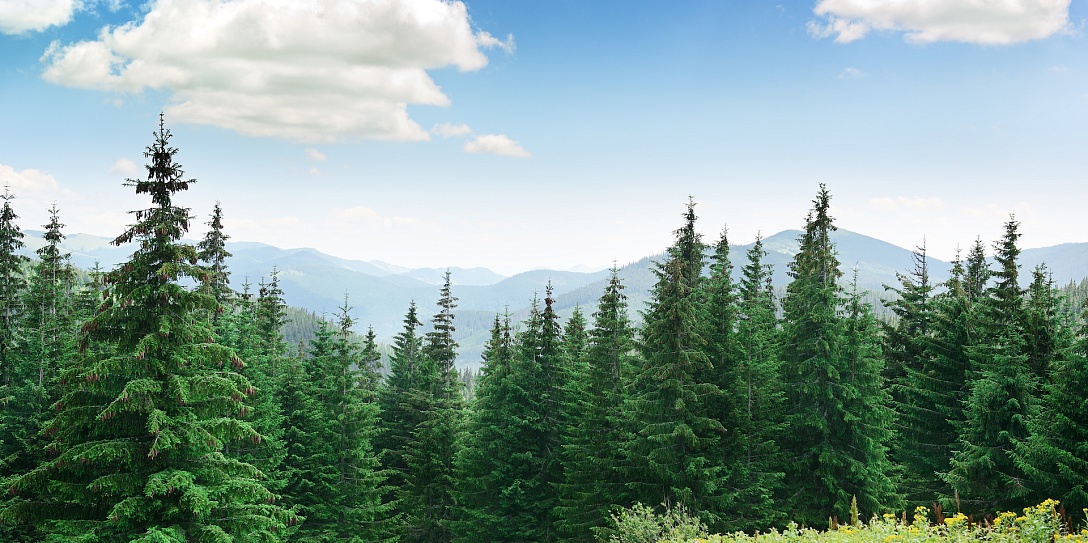 Акция «Сохраним лес» откроет Алтайский экологический форум «Нить природы»