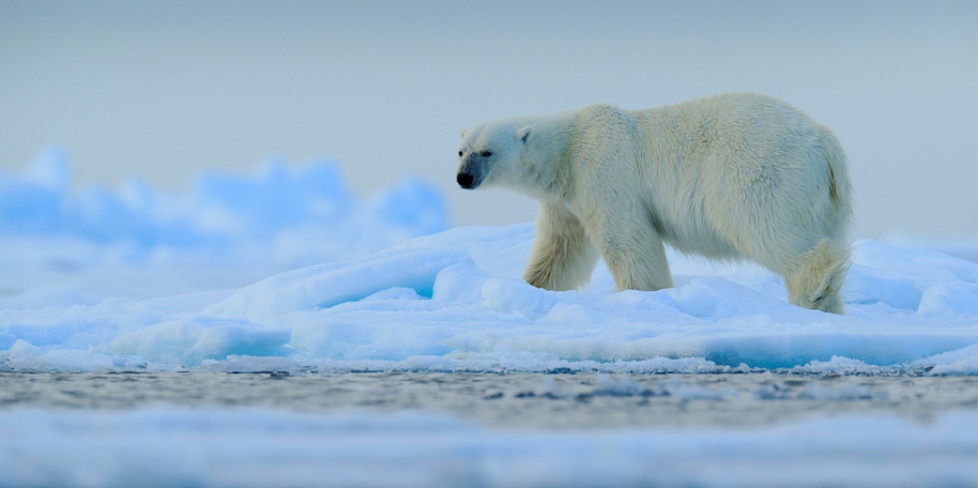 Сохранение биоразнообразия на Крайнем Севере обсудили в дискуссионном клубе «Проектный офис развития Арктики»