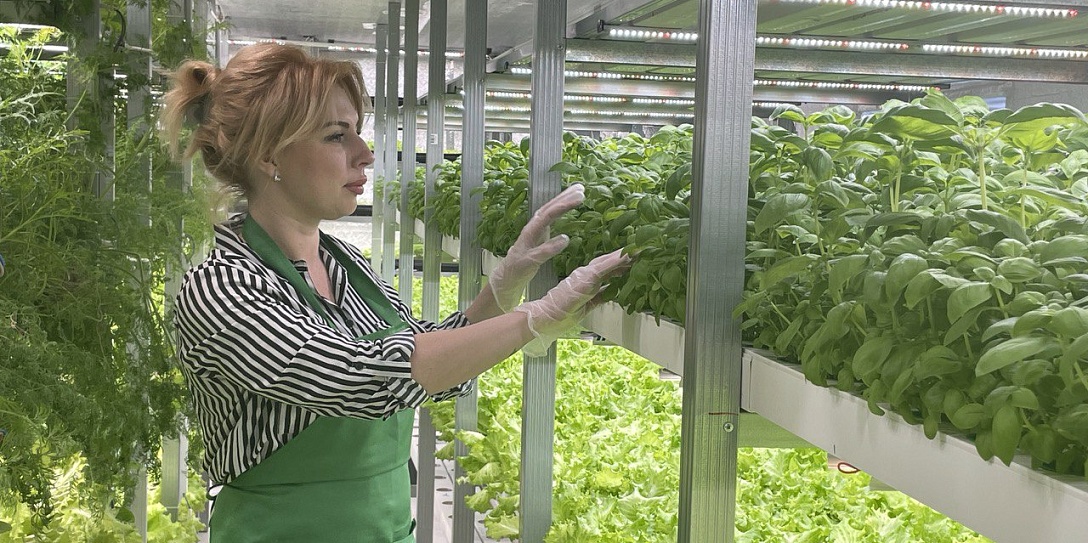 Самарская экоферма зелени наращивает объемы производства с использованием отечественных семян и удобрений 